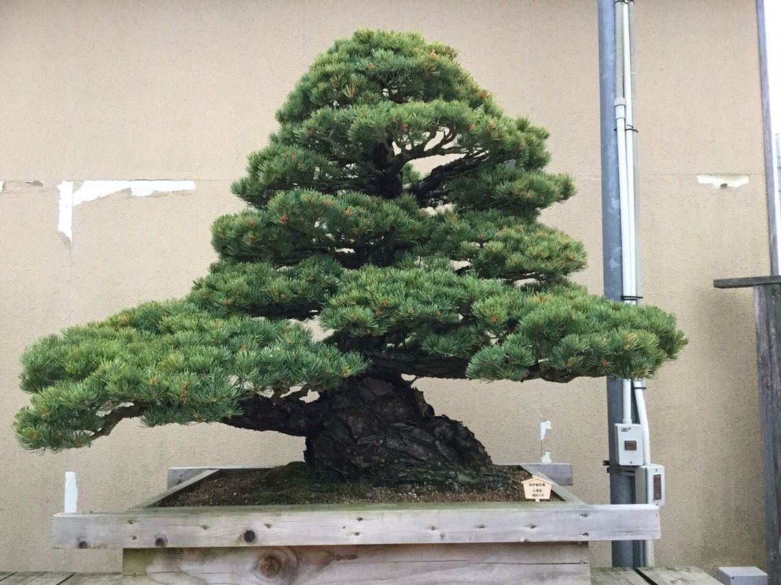 初公開！ 高砂庵 岩﨑大蔵先生 未完の松達 圧巻の太幹！ : 雨竹 盆栽