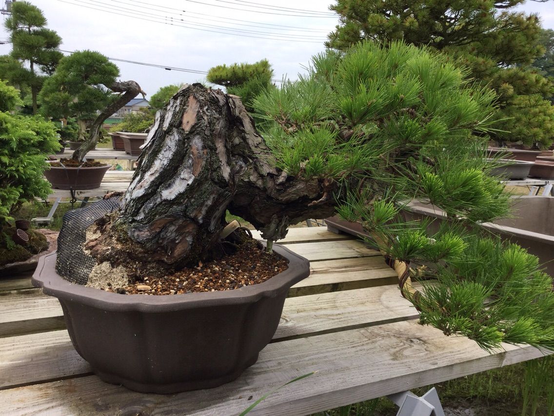 高砂庵 岩崎大蔵先生遺愛の赤松 大改作！ : 雨竹 盆栽 水石 便り
