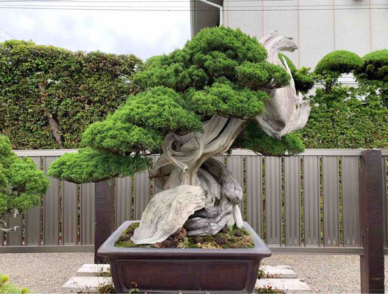 名盆栽の価格、国風賞で考える盆栽市況 : 雨竹 盆栽 水石 便り