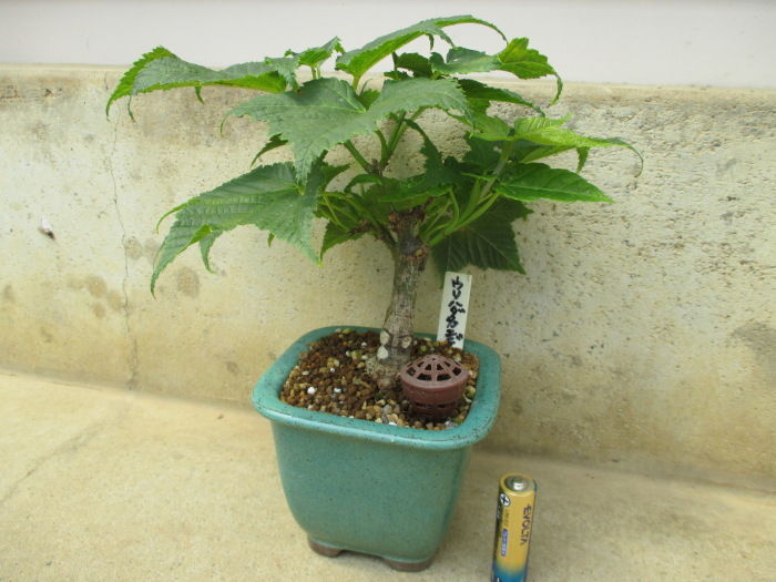 未だに花を見せてくれない「瓜膚楓（ウリハダカエデ）」くん : 「じぃ