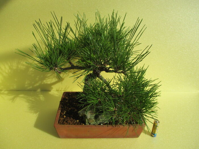 黒松（クロマツ）」の古葉落とし : 「じぃじ」のミニ盆栽日記