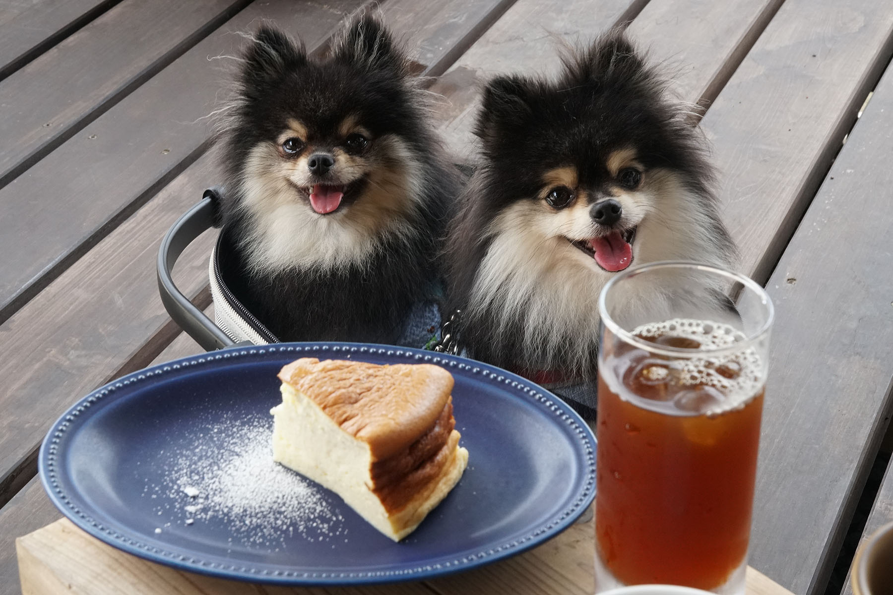 テラスわんこOK】JETSのすぐ近くにニューオープン椎谷coffee : 黒ぽめ