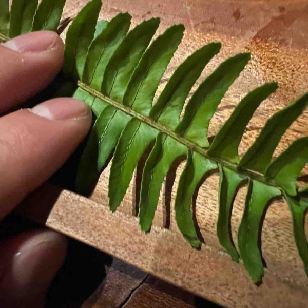 ベトナム採集記①2024/2/19〜3/1 : MARTIAL PLARTS