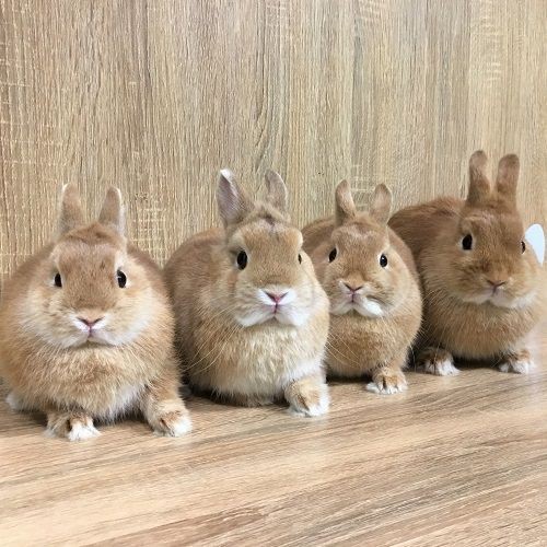 洗足店の美うさぎさん達♪ : うさぎブログ うさぎのしっぽ公式ブログ