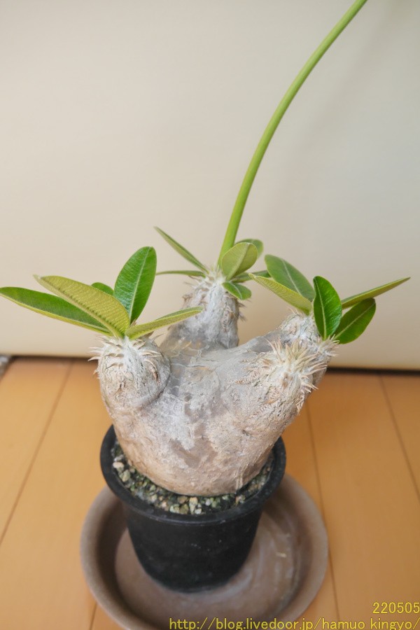 2年待てずに植え替えちゃった．．．（現地球エブレネウム） : ハムオの