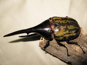 ムシキングでおなじみ、ヘラクレスリッキーブルーを解説! | 生き物情報ナビ