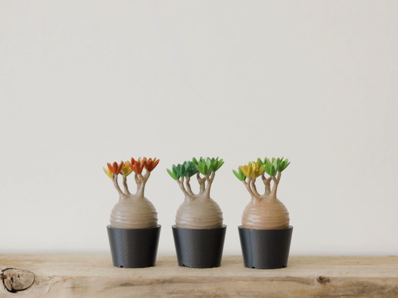 ミニチュア グラキリス3種セット – LOBINDON