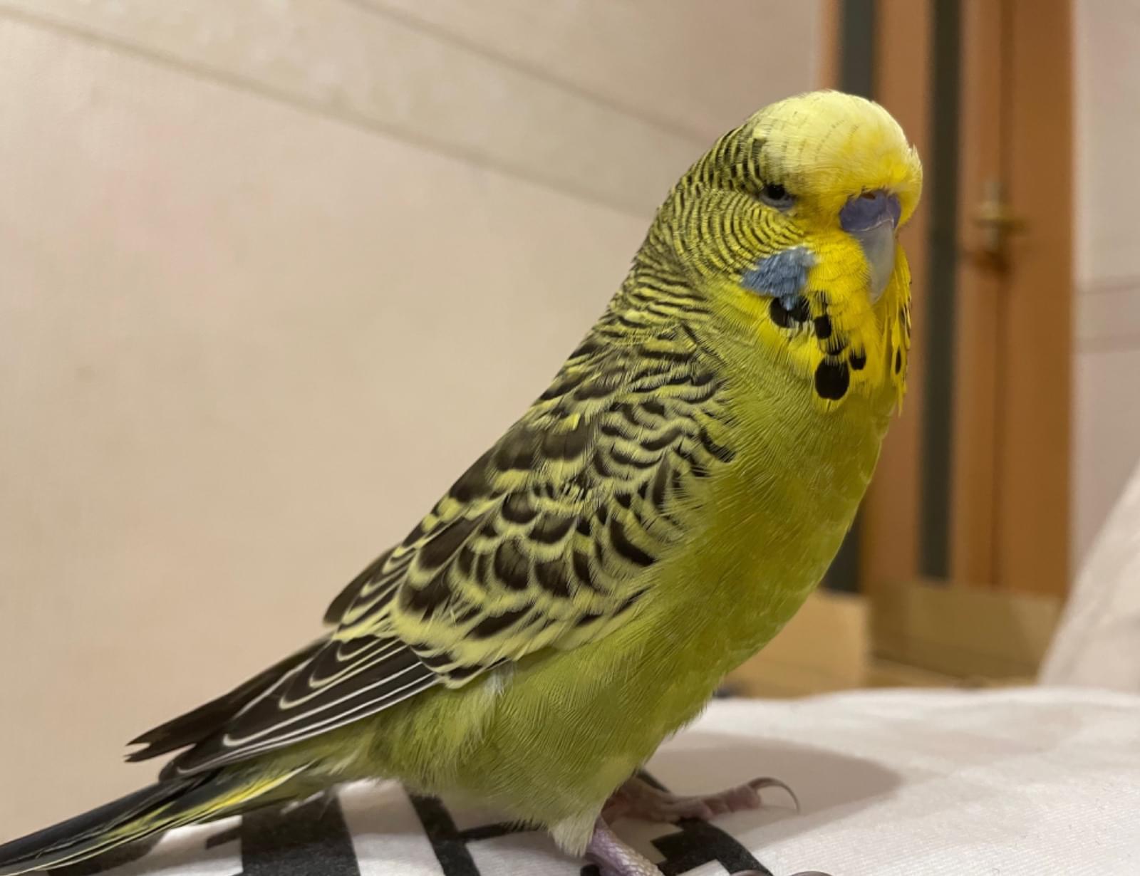 ジャンボセキセイインコ ノーマルグリーン