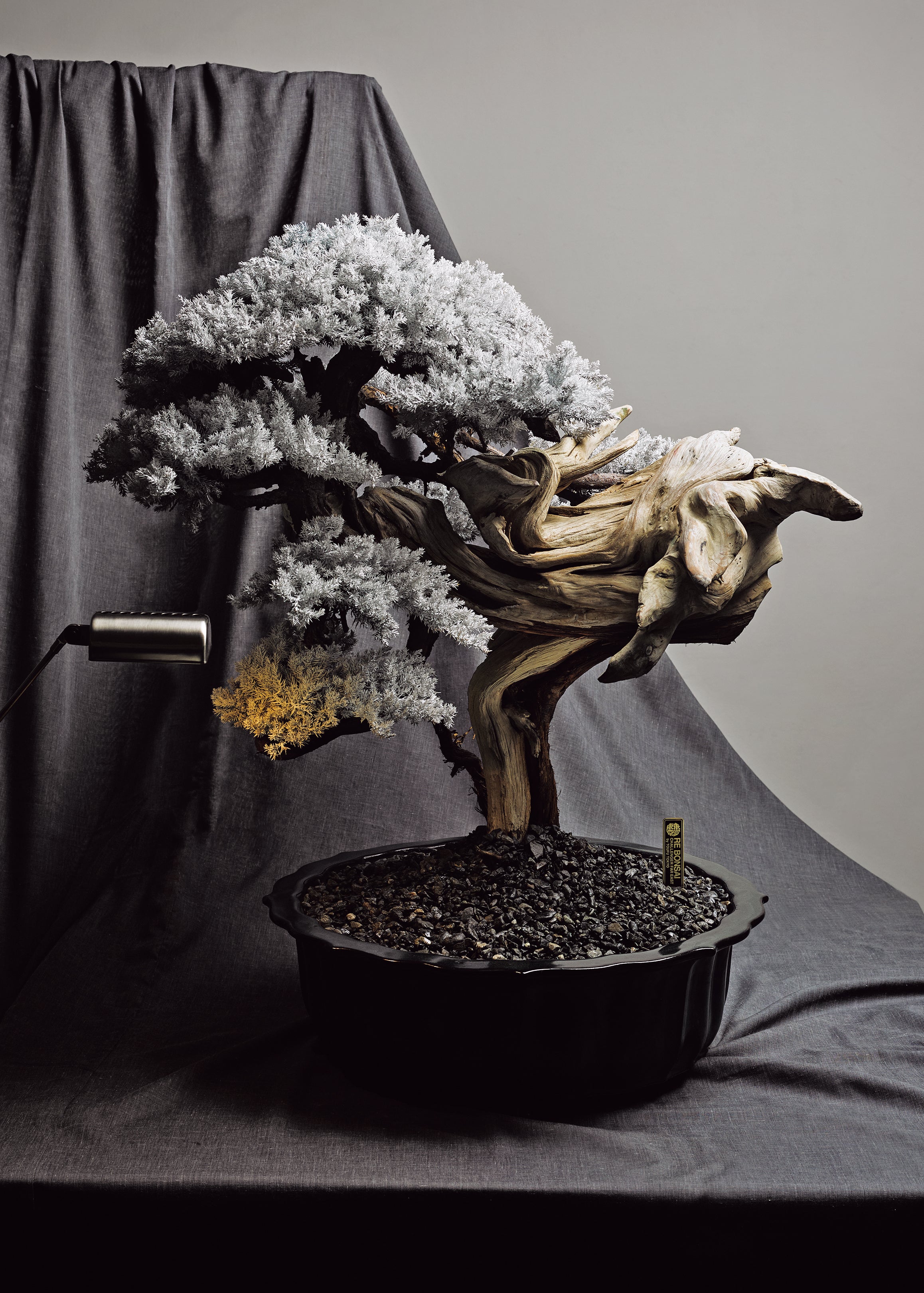 枯れない盆栽「RE BONSAI™」 – GOETHE STORE