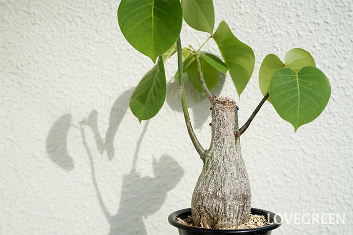 ボンバックスの育て方・栽培方法 | LOVEGREEN(ラブグリーン)