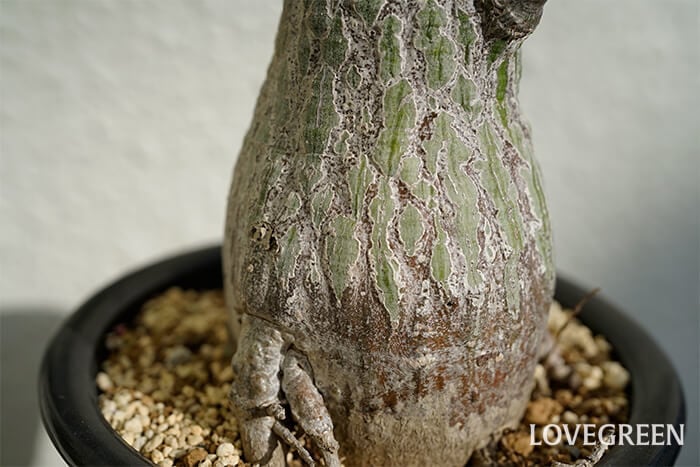 ボンバックスの育て方・栽培方法 | LOVEGREEN(ラブグリーン)