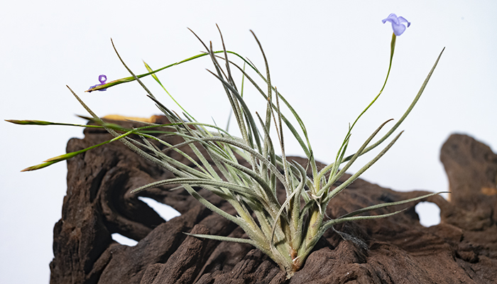 互生で群生しやすいティランジア｜バンデンシス | LOVEGREEN(ラブグリーン)