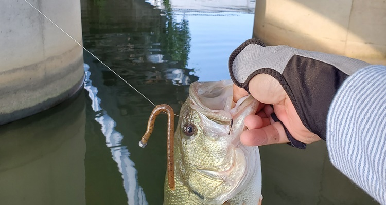 ZBC(ZOOM)「スワンプクローラー」完成されたストレートワームの一つの