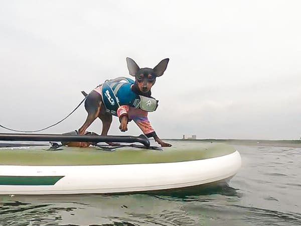 DOG SUPを始めるために〈準備物編①〉 by Mare様 - LUXCOLLE