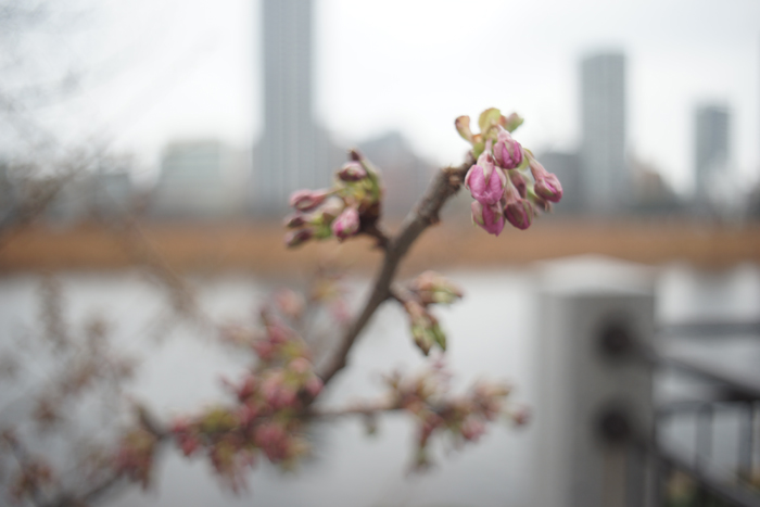 ペンタコン オート Auto MC 29mm F2.8 M42マウント ボケ・写り・特徴を