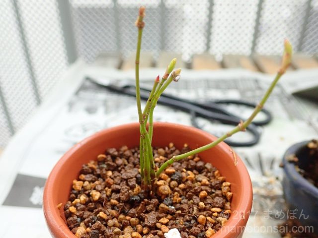 ヤマモミジの株立ち仕立て(株立ち1号)、植え替えをしました | まめ