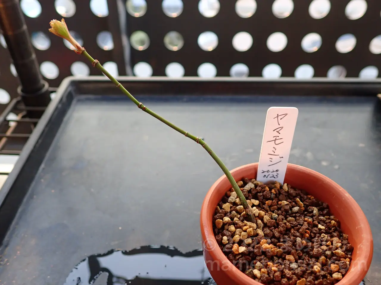 最後の実生山もみじ（ヤマモミジ）を鉢上げしました！ | まめぼん