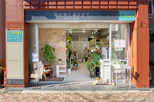 フィカス・ベンジャミン・スターライト 7号｜一点限り｜観葉植物販売