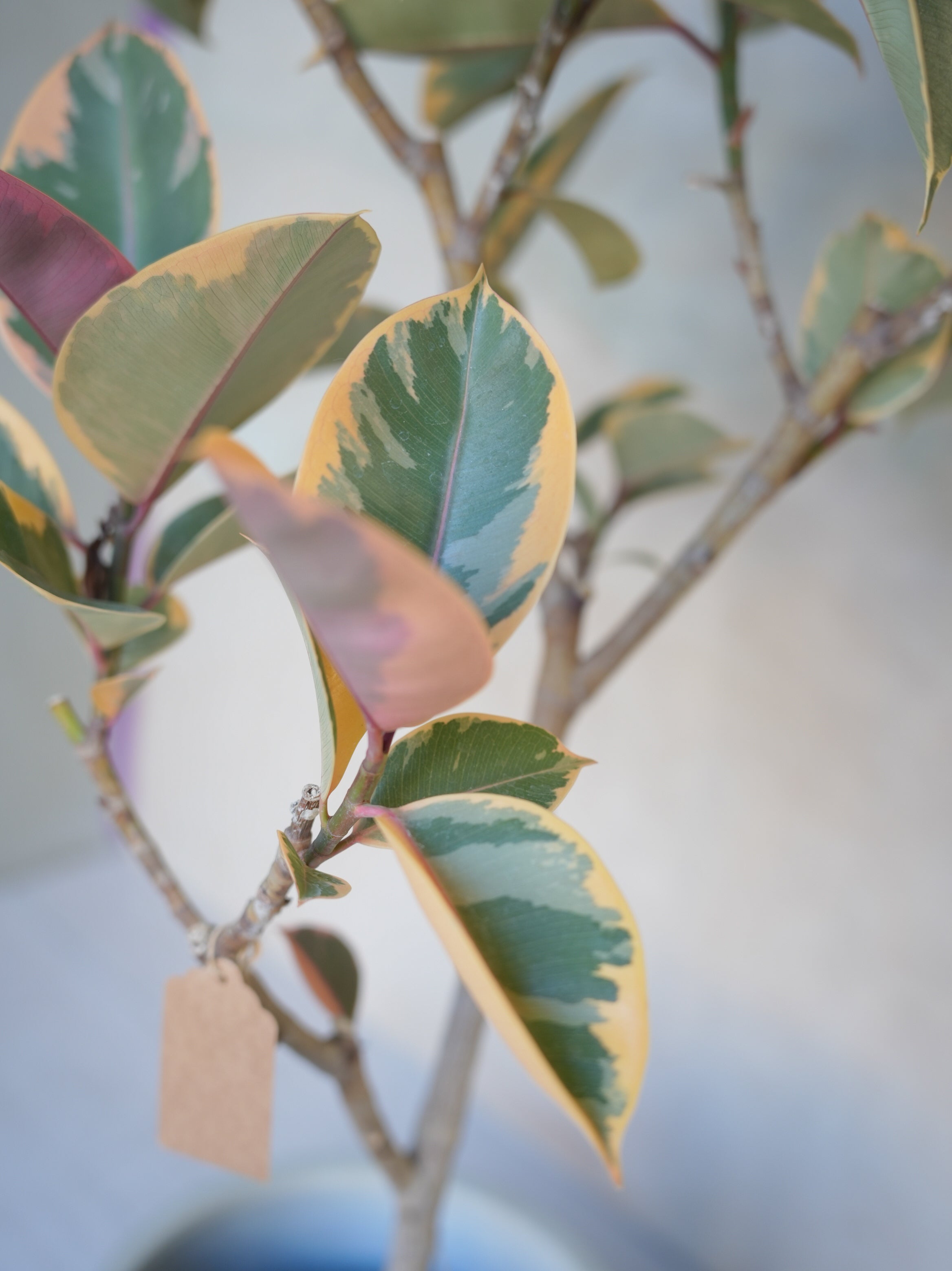 フィカスルビー 7号｜一点限り｜観葉植物販売 mamidori