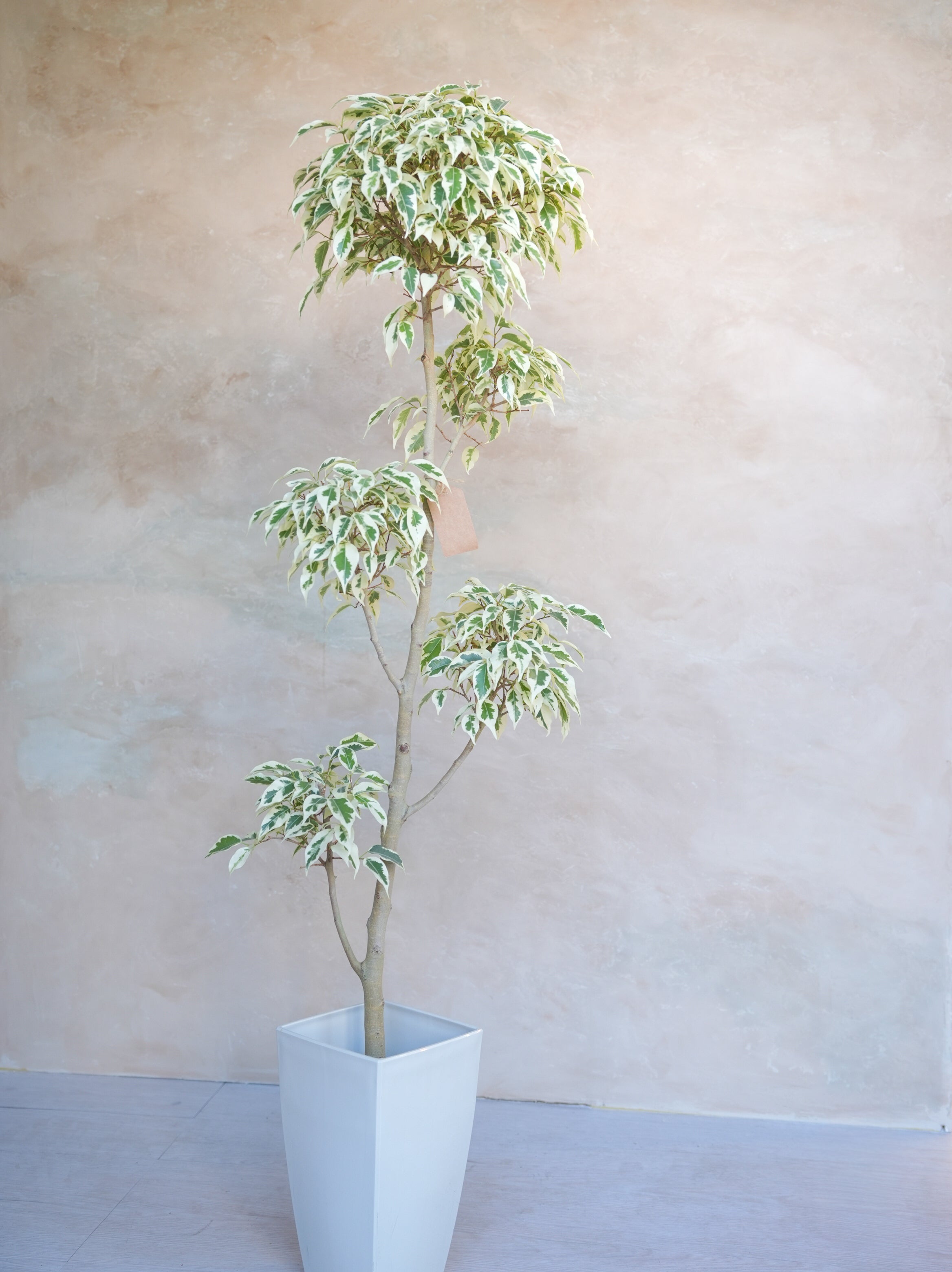 フィカス・ベンジャミン・スターライト 7号｜一点限り｜観葉植物販売