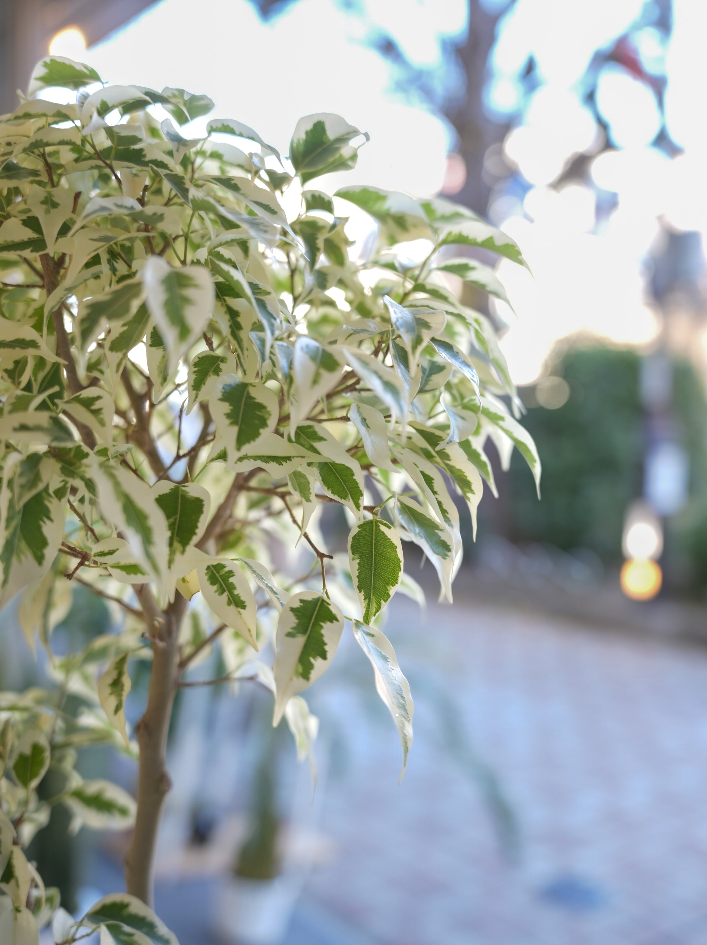 フィカス・ベンジャミン・スターライト 7号｜一点限り｜観葉植物販売