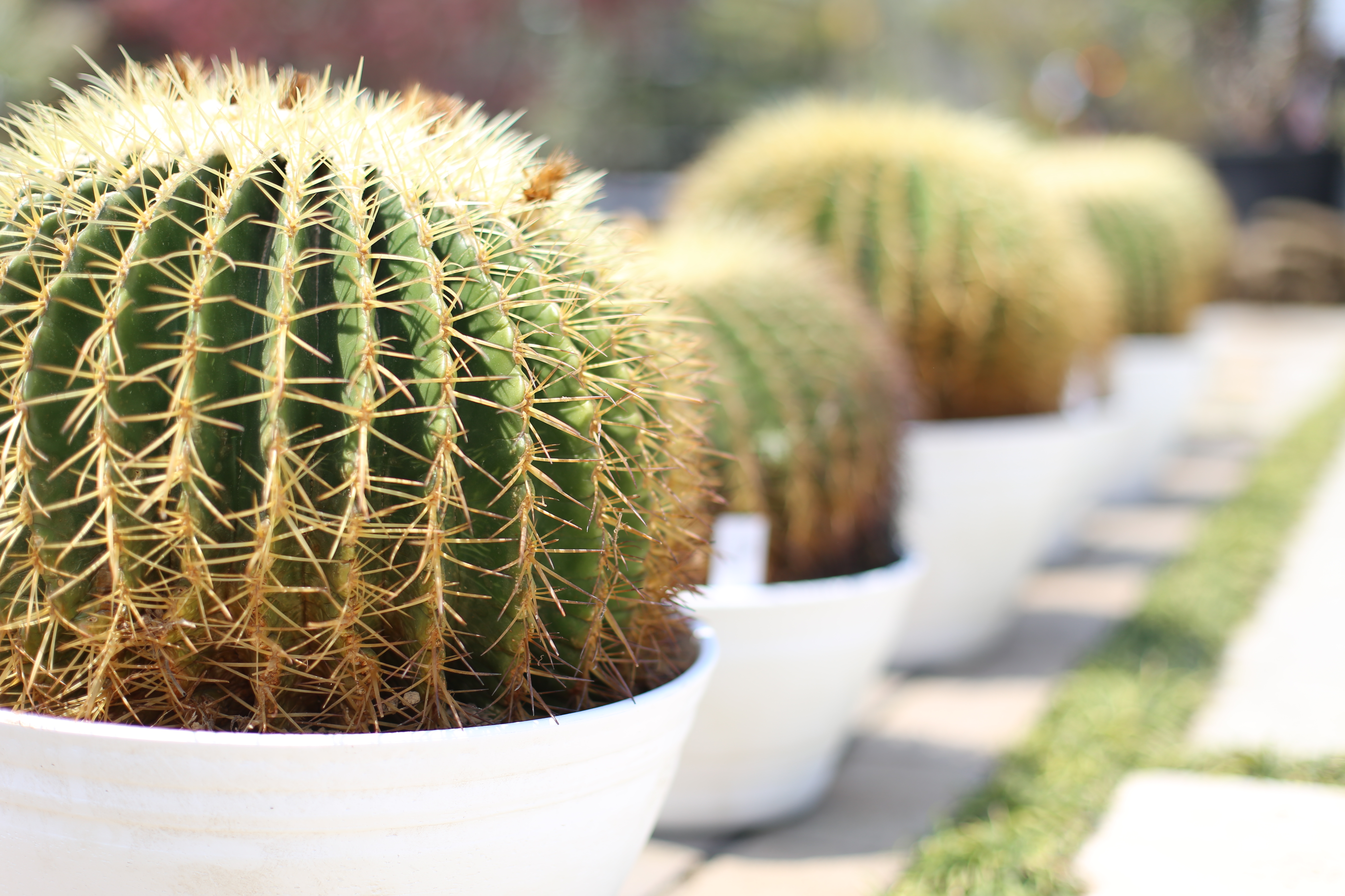 ドライガーデンには必須？！サボテン金シャチの魅力 - ドライガーデン