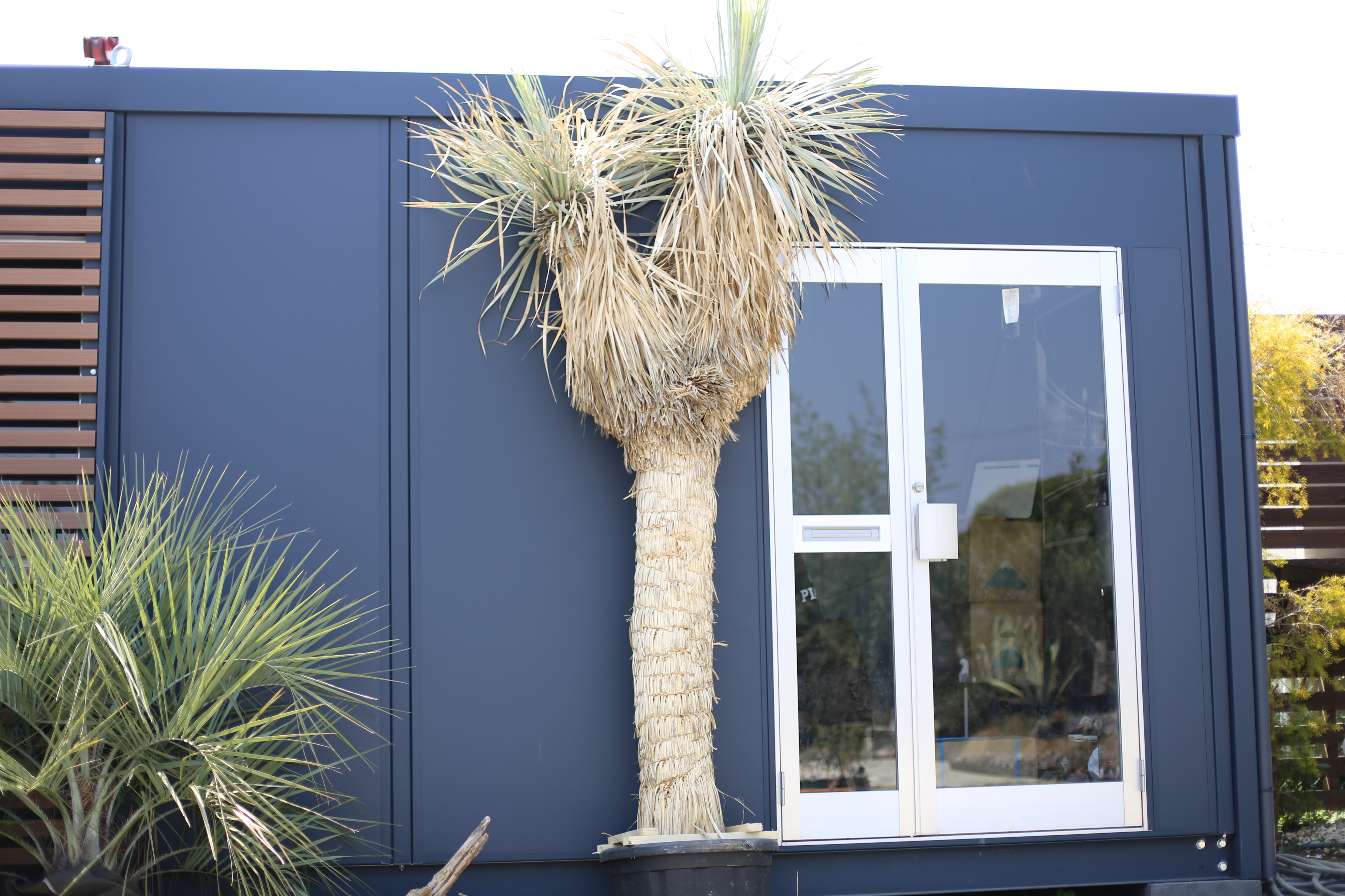 ユッカ ロストラータ 希少なツインヘッド入荷！してます！ - ドライ