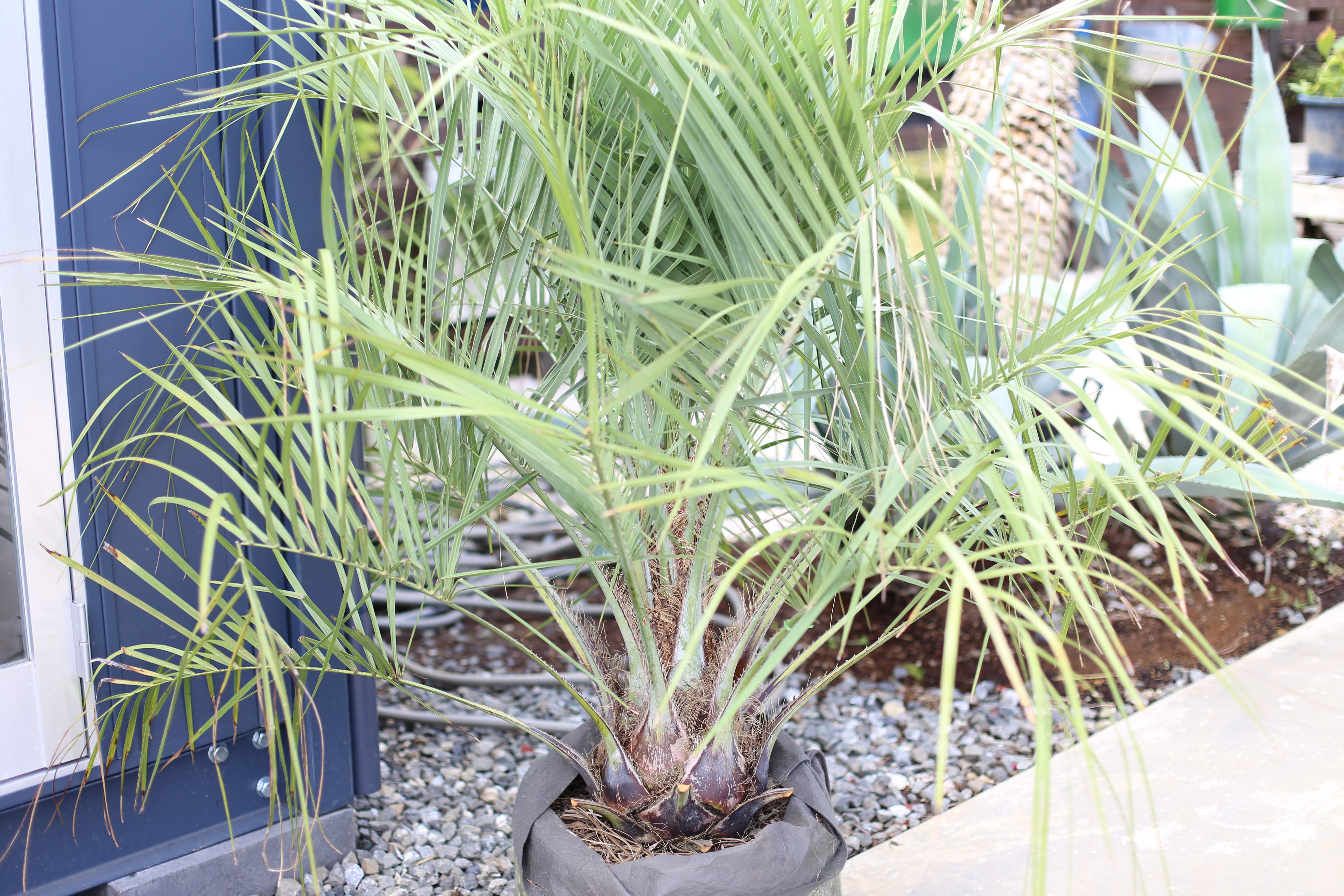 ドライガーデンにぴったり！ ヤシの木 種類 一覧 - ドライガーデン・植