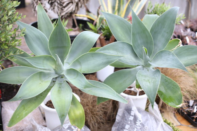 ボーチンブルーとヤシのロベレニー入荷します。 - ドライガーデン・植