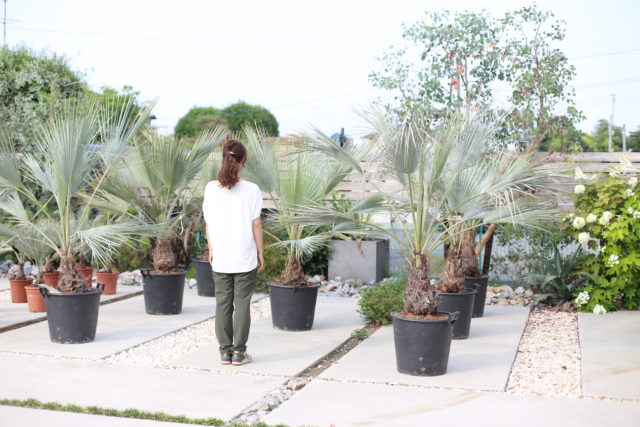 超シルバーリーフの希少種 “ブラヘア・アルマータ” - ドライガーデン