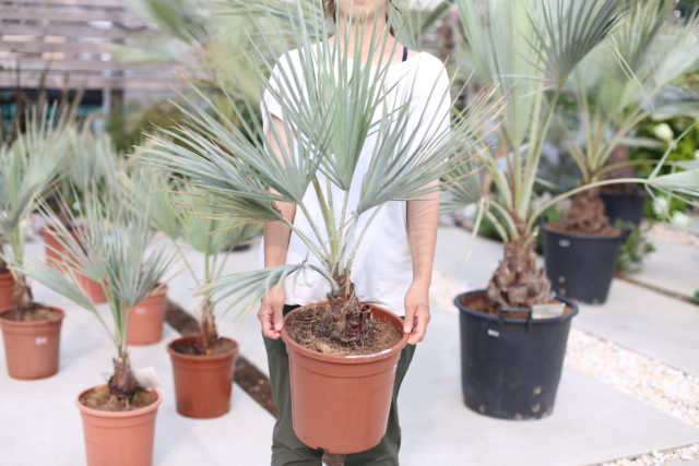 超シルバーリーフの希少種 “ブラヘア・アルマータ” - ドライガーデン