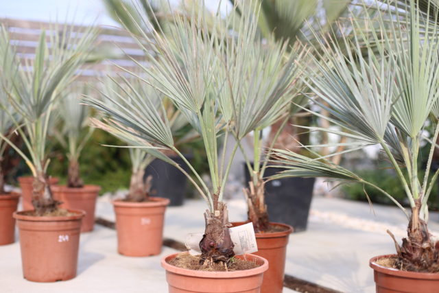 超シルバーリーフの希少種 “ブラヘア・アルマータ” - ドライガーデン