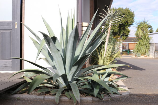 ドライガーデンには欠かせない “アガベ” の魅力 - ドライガーデン・植