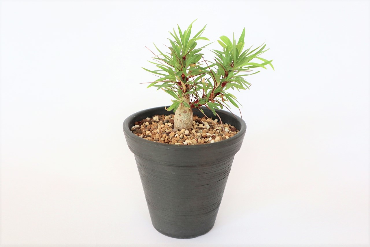 フォークイエリア プルプシー | mana's green