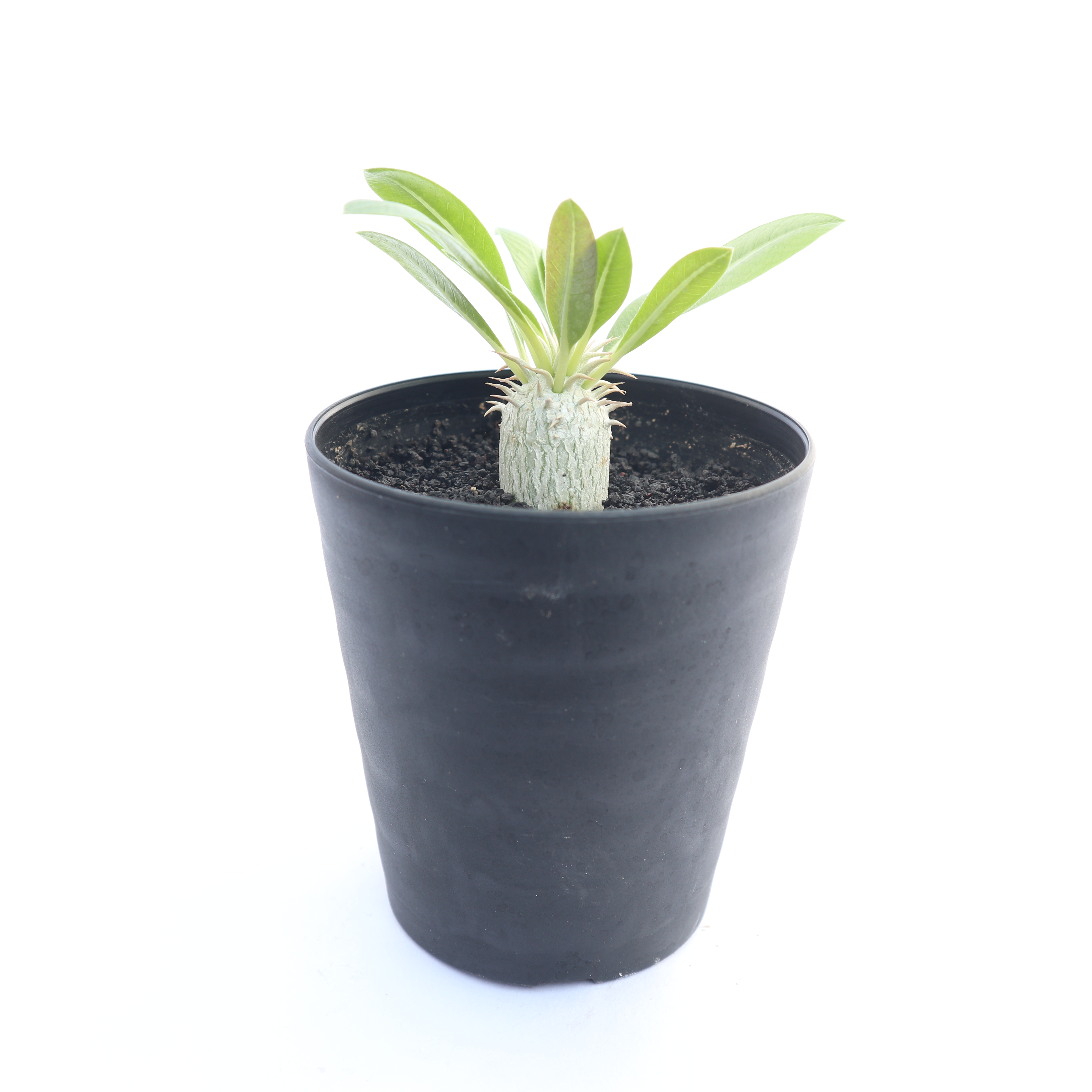 パキポディウム エブレネウム 実生 | mana's green