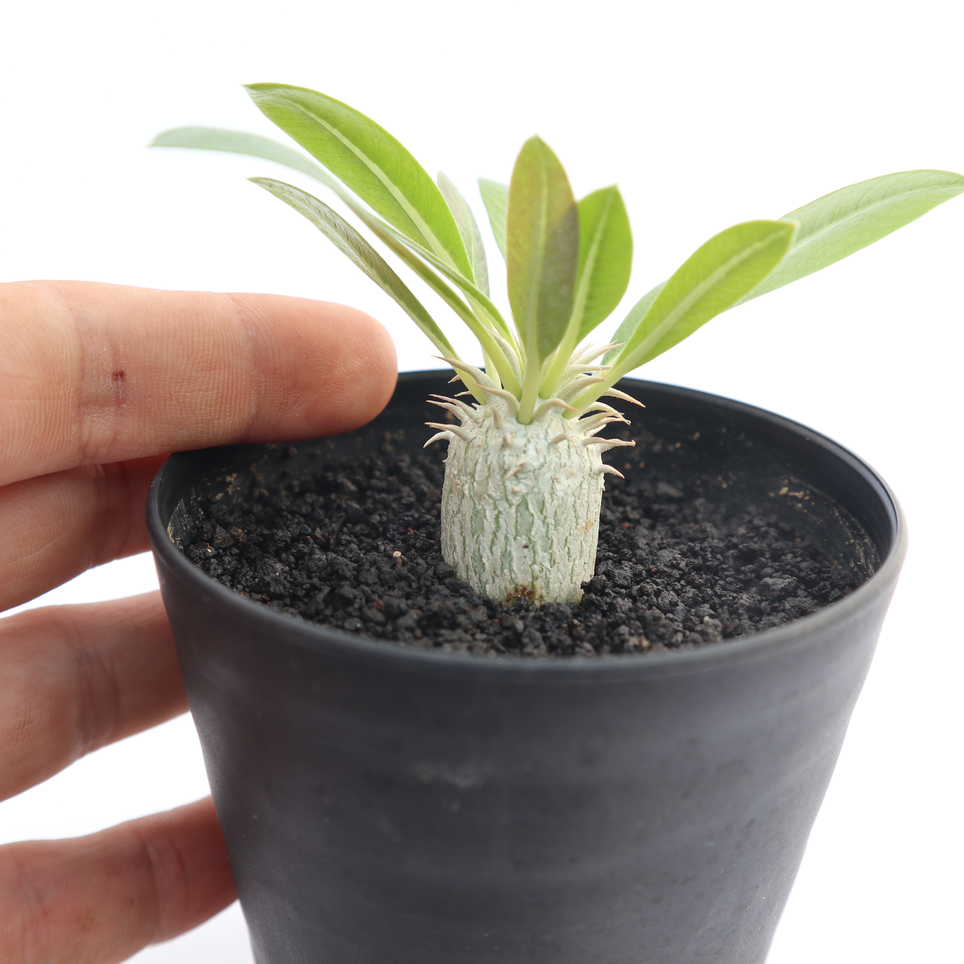 パキポディウム エブレネウム 実生 | mana's green