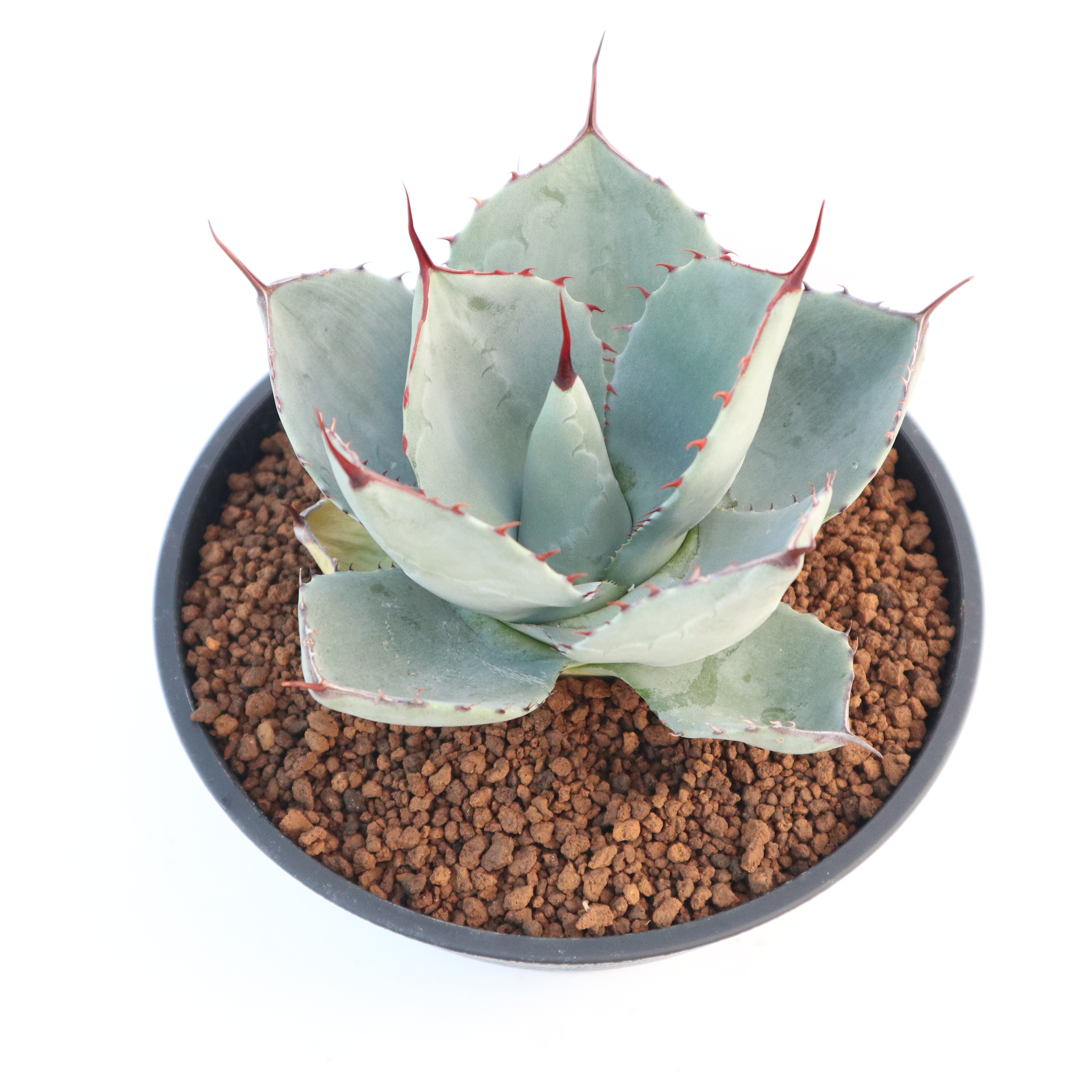アガベ パリー トランカータ Agave parryi truncata huntington SOLD