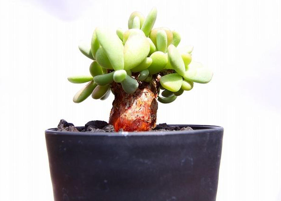 冬型塊根植物ってなに？ | mana's green