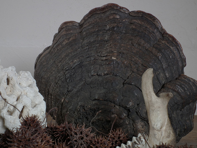 I00681 猿の腰掛け サルノコシカケ （特大） きのこ | MANSIKKA