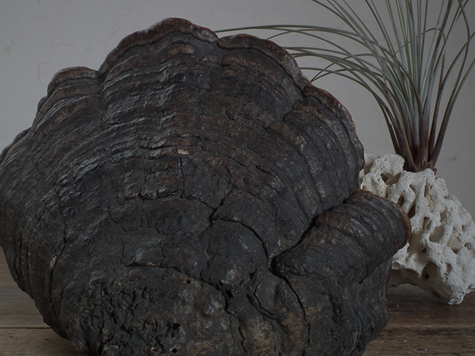 I00681 猿の腰掛け サルノコシカケ （特大） きのこ | MANSIKKA