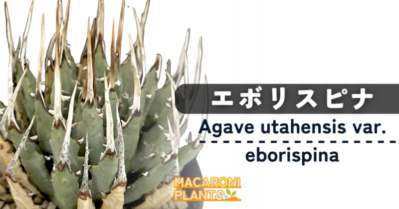 アガベ ユタエンシス エボリスピナ 種子（アメリカ産）Agave Utahensis