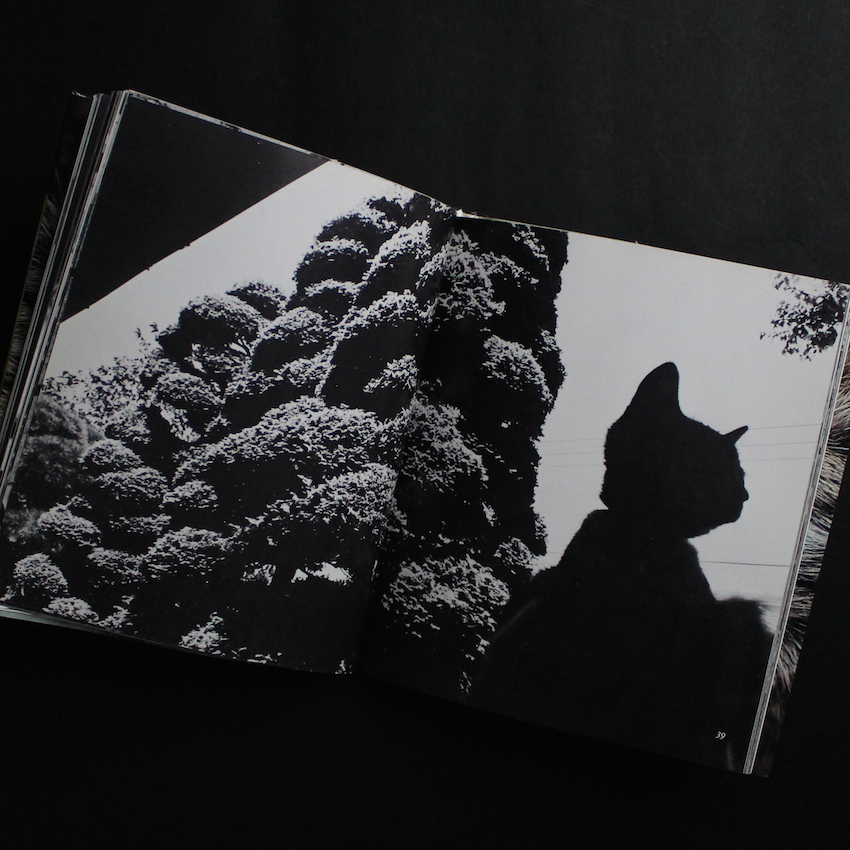 サスケ！！ いとしき猫よ（First Printing） - 深瀬 昌久 / Masahisa