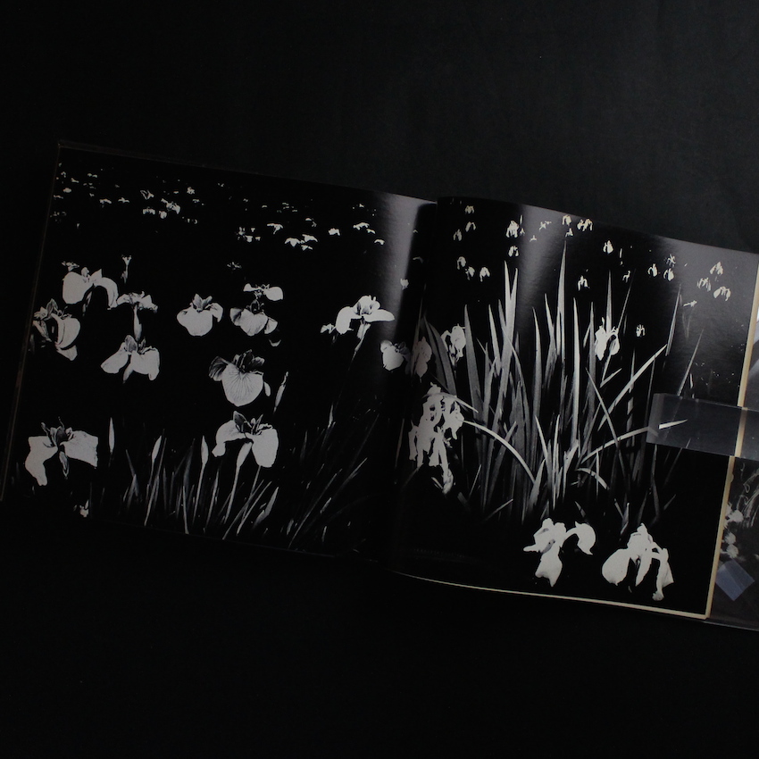 植物に（Singed） - 山村 雅昭 / Gasho Yamamura