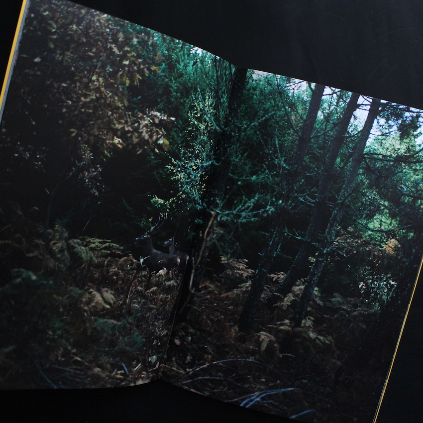 O Perfume Do Boi - Andre Principe