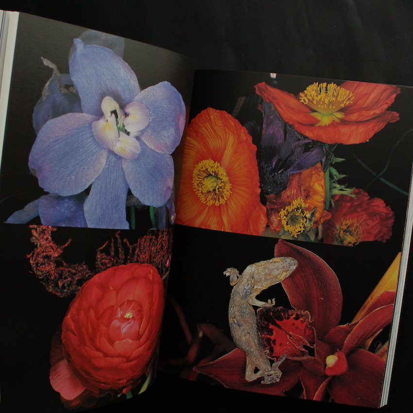 花人生 限定版 / Hana-Jinsei Limited Edition（With Polaroid