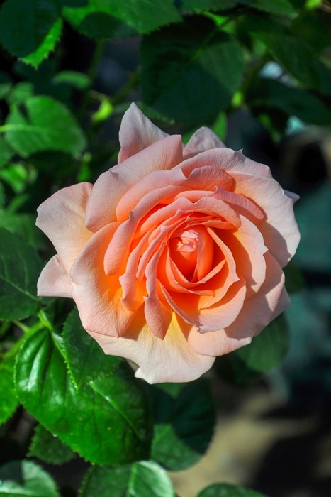 和バラ あお〇 入手困難 四季咲き 希少 バラ苗 バラ苗 入手困難 【公式