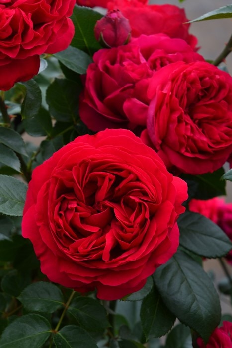 バラ苗【中苗】ルージュピエールドゥロンサール 国産苗 6号鉢植え品