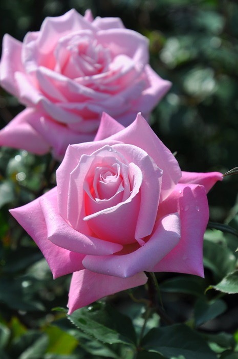 バラ苗【中苗】バニティHT 国産苗 6号鉢植え品《J-HT20》 | すべての