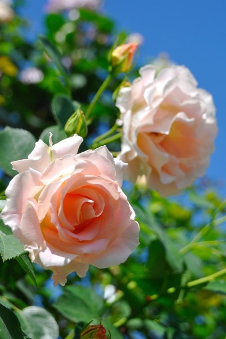 バラ苗【中苗】ロココ 国産苗 6号鉢植え品《J-CL10》 | すべての商品