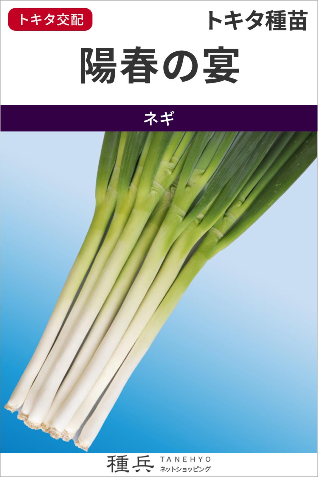 根深ネギ 種 『陽春の宴（TSX-662）』 トキタ種苗 | たね,葉菜の種